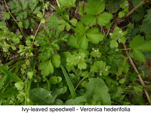 Ivy-leaved speedwell