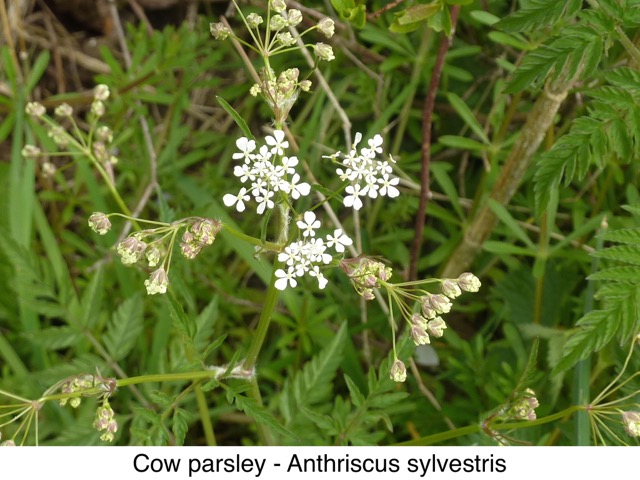 Cow parsley