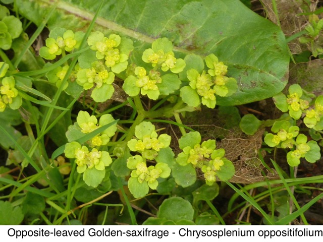 Golden-saxifrage