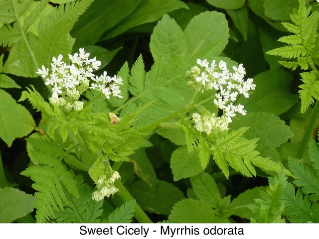 Sweet Cicely