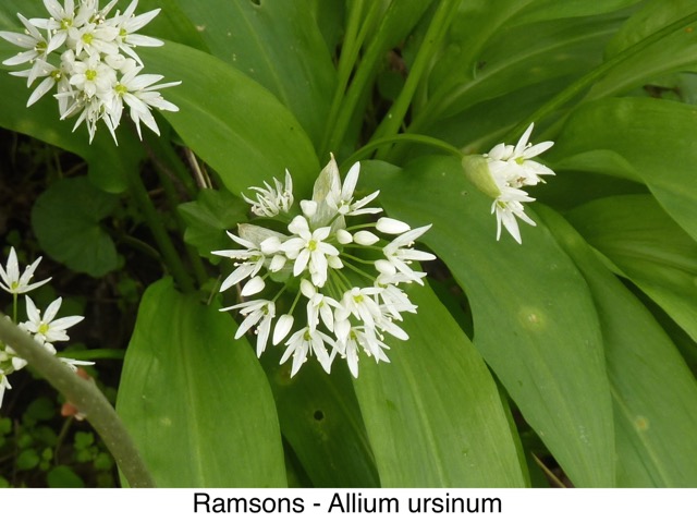 Ramsons