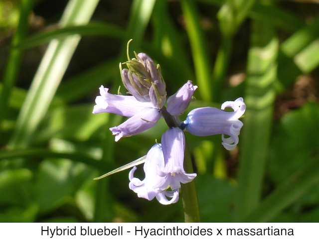 Hybrid Bluebell