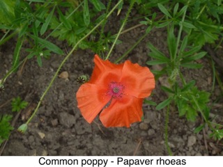 Common Poppy