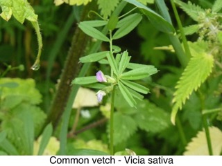 Common Vetch