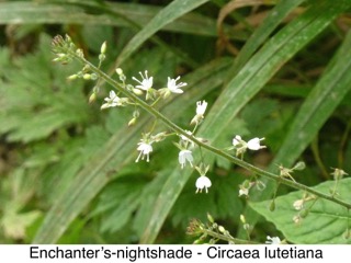 Enchanter's-nightshade