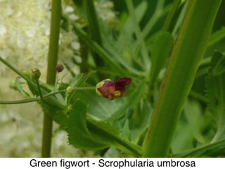 Green figwort