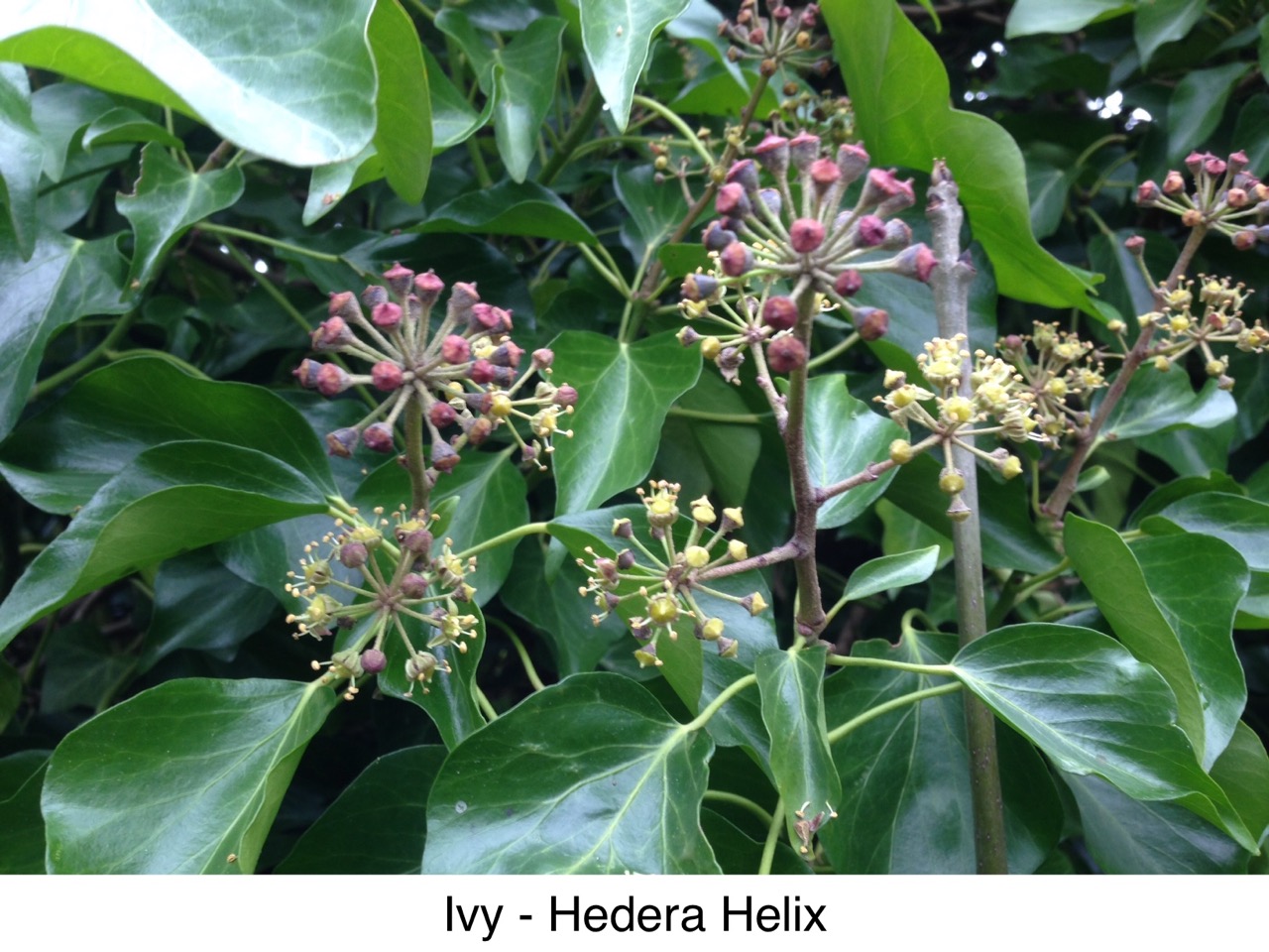 Ivy-Hedera Helix