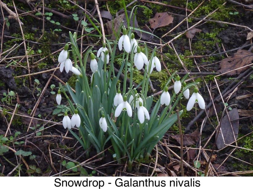 Snowdrop