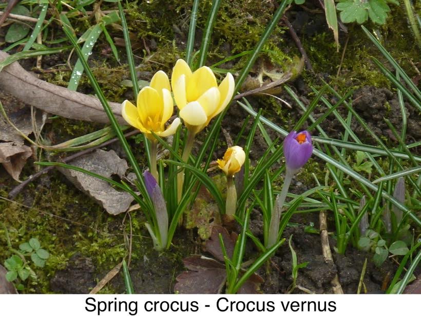 Spring crocus