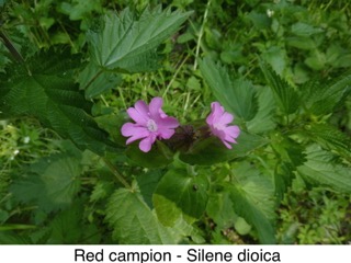 Red campion