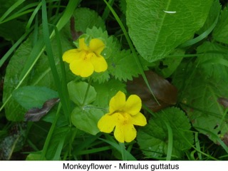 Monkeyflower