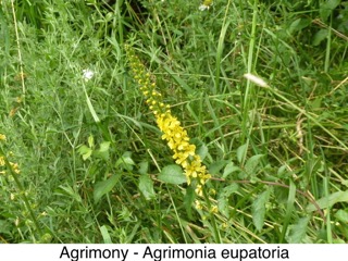 Agrimony