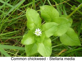 Common chickweed