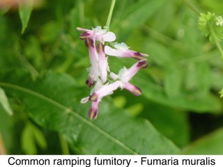 Common ramping fumitory