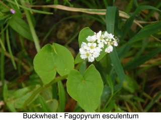Buckwheat