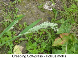 Creeping Soft-grass