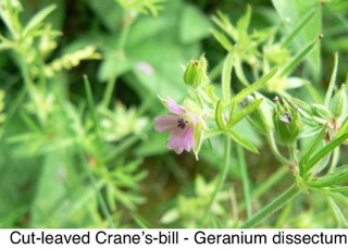 Cut-leaved Crane's-bill