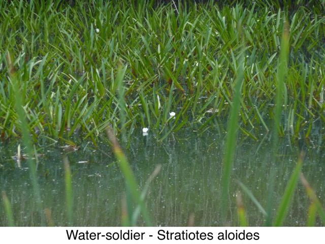 Water-soldier
