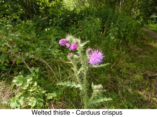 Welted thistle