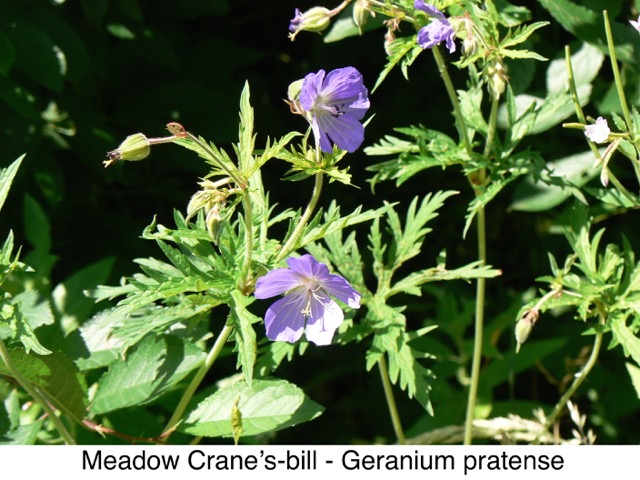 Meadow Crane's bill