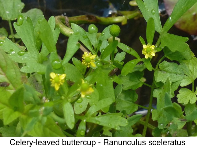 Celery-leaved buttercup