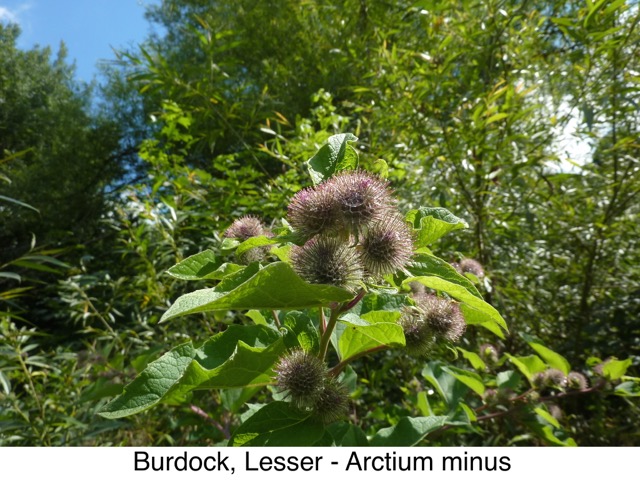 Burdock