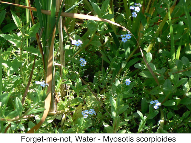 Forget-me-not, Water