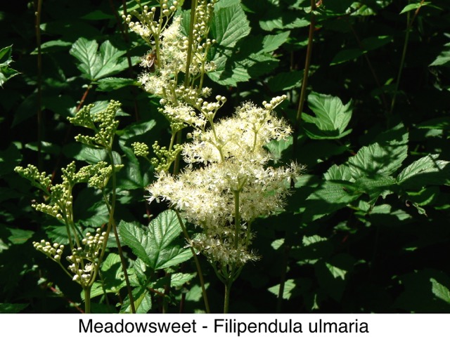 Meadowsweet