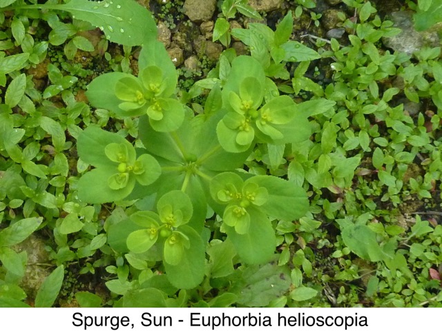 Spurge, Sun