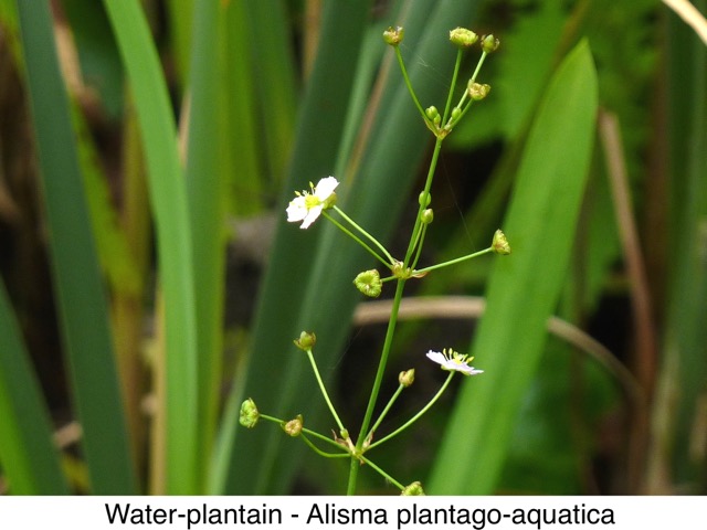 Water Plantain
