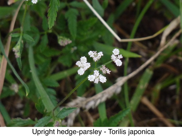 Upright hedge parsley
