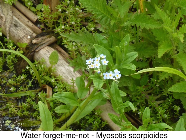 Water forget-me-not