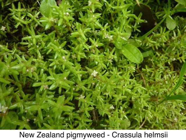 New Zealand pigmyweed