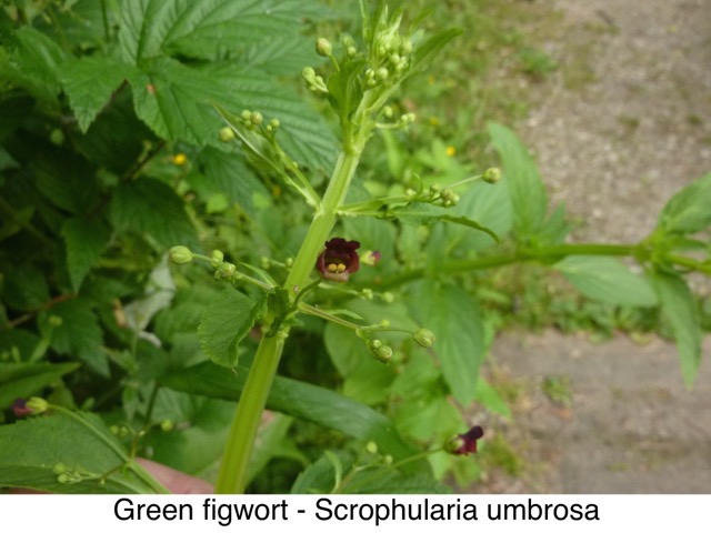 Green figwort