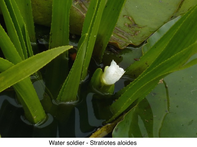 Water-soldier