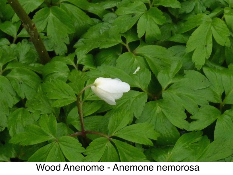 Wood Anenome
