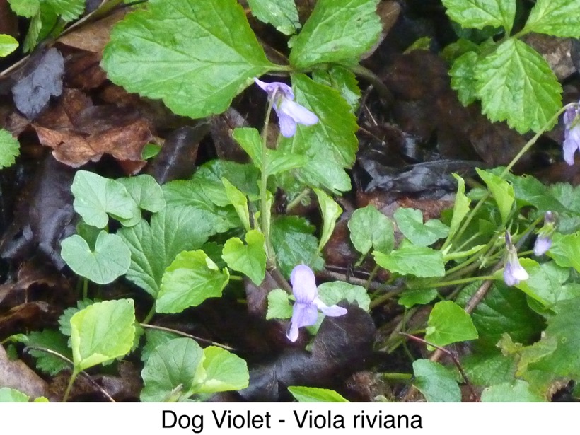 Dog Violet