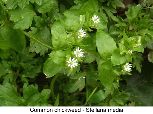 Common chickweed