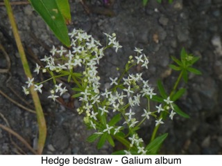 Hedge bedstraw