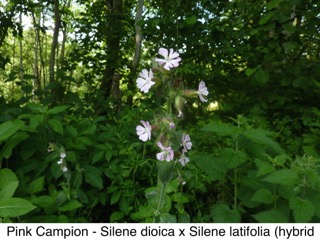 Pink Campion