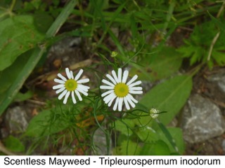 Scentless Mayweed