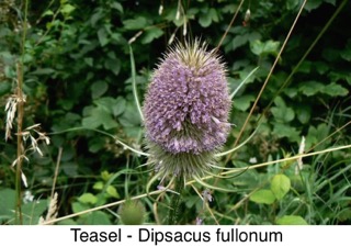 Teasel