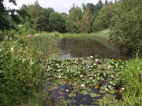 Large Pond